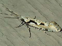 Plutellid Moth
